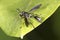 Wasp mimic fly on a milkweed leaf, Belding Preserve, Connecticut