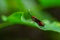 Wasp Moth called Amata huebneri on a green leaf from behind