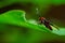 Wasp Moth called Amata huebneri on a green leaf with standing pose