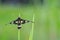 Wasp moth on grass