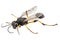Wasp mud dauber species sceliphron destillatorium
