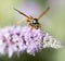 Wasp on nature. macro