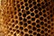 Wasp Nest