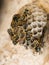 Wasp nest