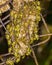 Wasp at nest