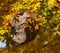 Wasp Nest Among Autumn Leaves