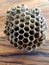 Wasp nest with empty holes