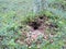 Wasp nest in forest