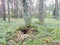 Wasp nest in forest