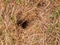 The wasp nest in the ground with a single defender on the edge of the entrance