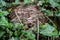 Wasp nest hidden amongst ivy