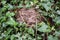 Wasp nest hidden amongst ivy