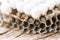 Wasp nest or hornet nest with larva on wooden background , close up - Wild insects