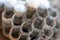 Wasp nest with larvae, honeycomb wasp, closeup