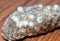 Wasp nest with larvae, honeycomb wasp, closeup