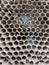 Wasp nest texture background, close up of bee hive