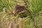 Wasp nest with wasps