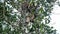 Wasp nests in a tree