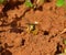 Wasp out of the nest with mass of clay in its jaws