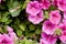 Wasp over a pink petunia