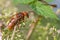 Wasp on a plant