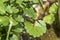 Wasp Polistes dominula sitting on a leaf