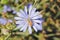 Wasp Pollinates Chicory Flower