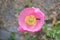 Wasp Pollinates Pink Pansy