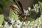 Wasp pollinating basil flower extreme close up