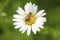 Wasp Pollinating Daisy