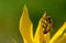 Wasp Pollinating Sunflower