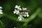 Wasp poses on a flower of flute herb