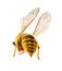 Wasp presenting it\'s threatening stinger