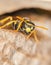 The Wasp protects honeycombs (Macro)
