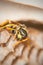 The Wasp protects honeycombs (Macro)