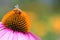 Wasp on purple coneflower