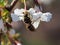 The wasp queen is getting first food out of the cherry tree blossom