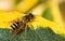 Wasp resting on a leaf