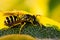 Wasp resting on a leaf