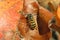 Wasp resting on a leaf in the autumn garden