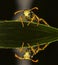 Wasp resting on the leaves and reflection