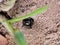 Wasp in it\'s burrow