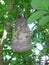 Wasp`s nest in a mandarin orange plant