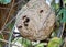 Wasp`s nest paper wasp with crawling wasps on the tree