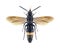 Wasp Scolia aenigmatica male