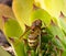 Wasp sits on a flower