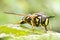 Wasp sits on green sheet