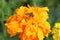 Wasp sits on a large yellow lush flower.