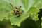 The wasp sits on a leaf