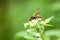 A wasp sits on a raspberry flower